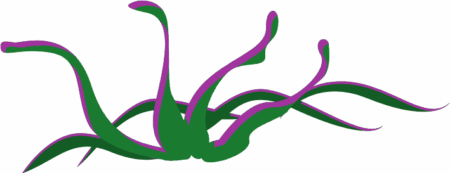 coral-right coral-right